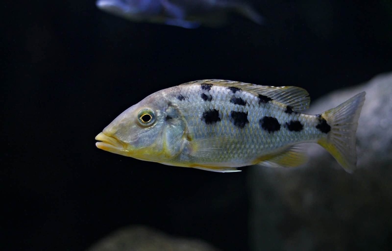 Fossorochromis rostratus